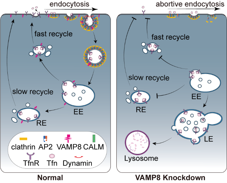 南华大学陈志明教授团队在国际权威期刊PNAS发表最新研究成果